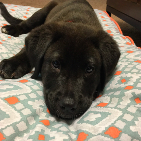 Charlie's Christmas Ornament