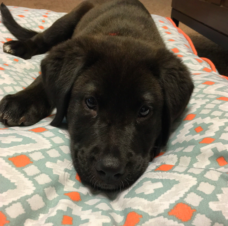 Charlie's Christmas Ornament